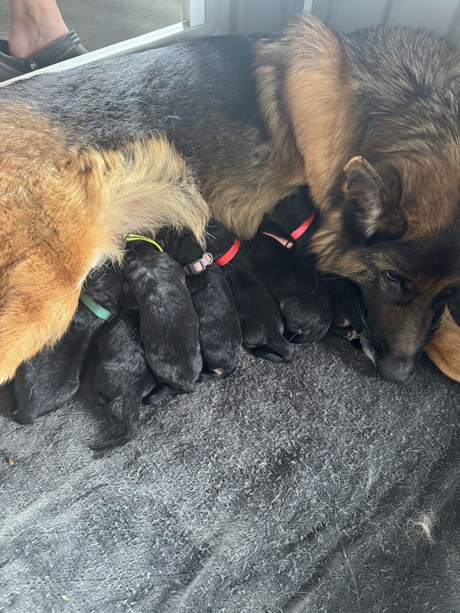 AKC German Shepherd Puppies - Purebred Litter from Champion Lineage