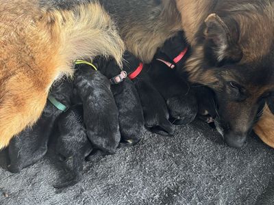 AKC German Shepherd Puppies - Purebred Litter from Champion Lineage