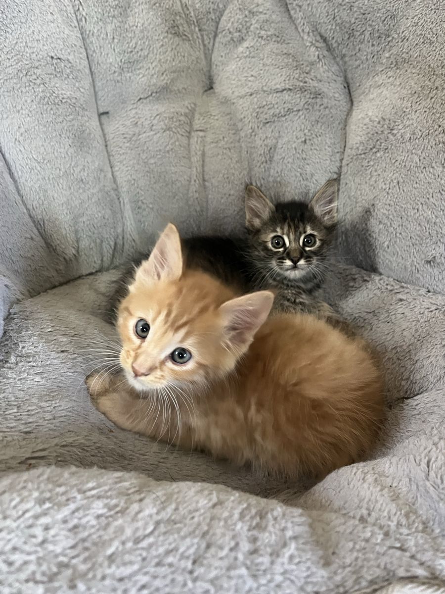 Hypoallergenic Russian blue X mainecoon Siberians!