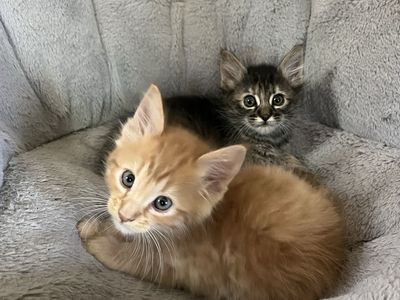 Hypoallergenic Russian blue X mainecoon Siberians!