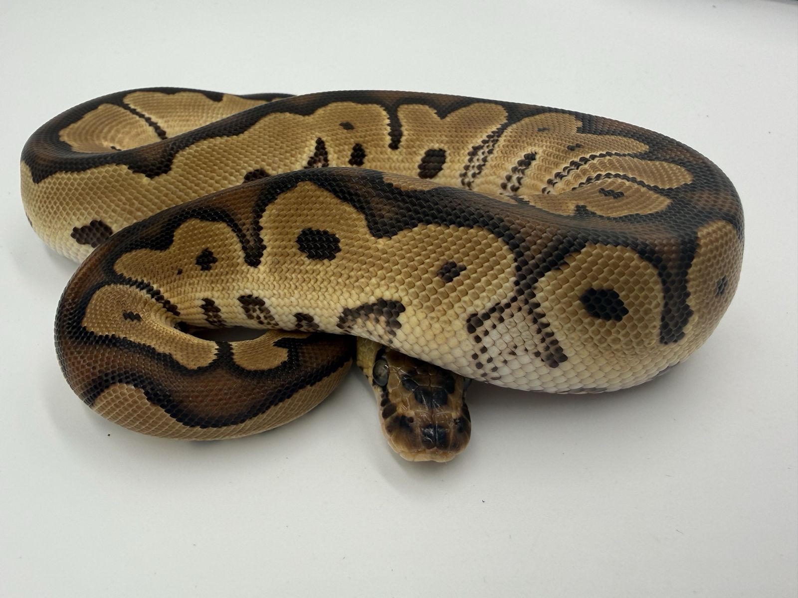 Female: Fire Clown 50% Het Pied