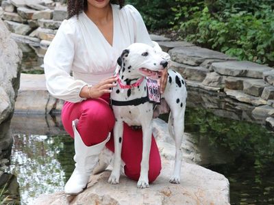 Dalmatian (Service Dog)
