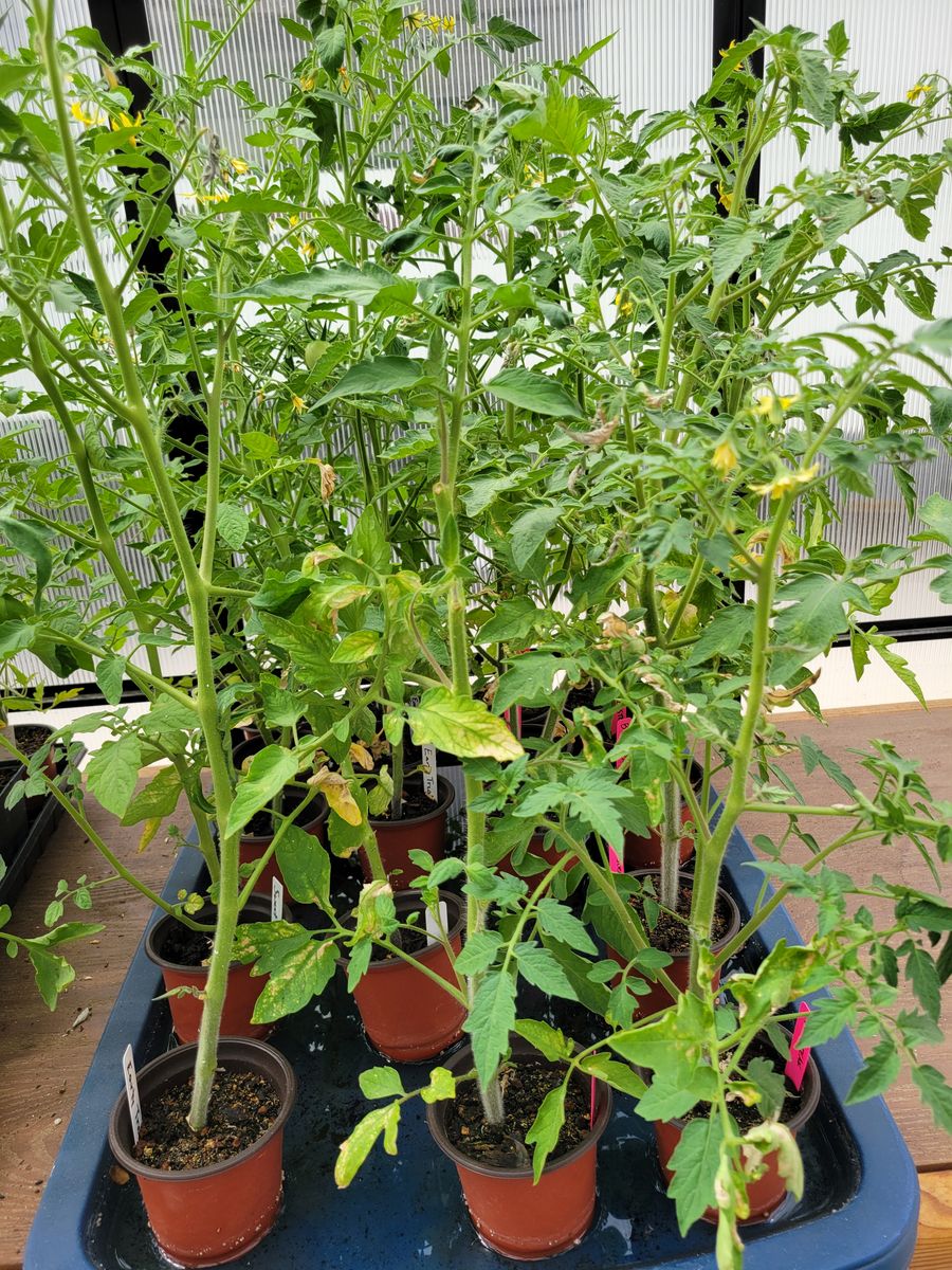 Tomato Plants, ready to be planted