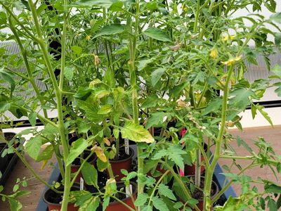 Tomato Plants, ready to be planted