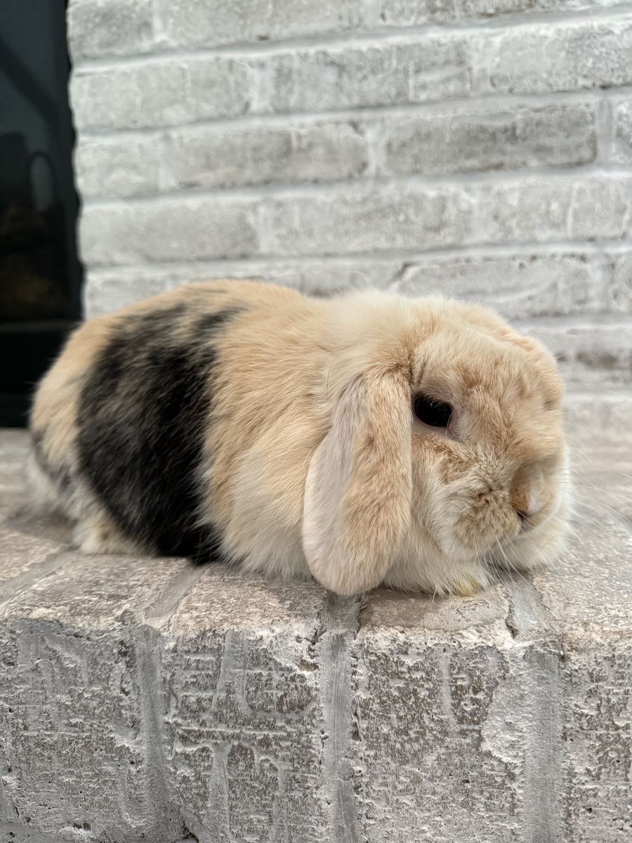 Gorgeous Holland Lop Doe - Pedigreed and Proven
