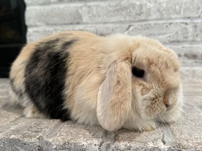 Gorgeous Holland Lop Doe - Pedigreed and Proven