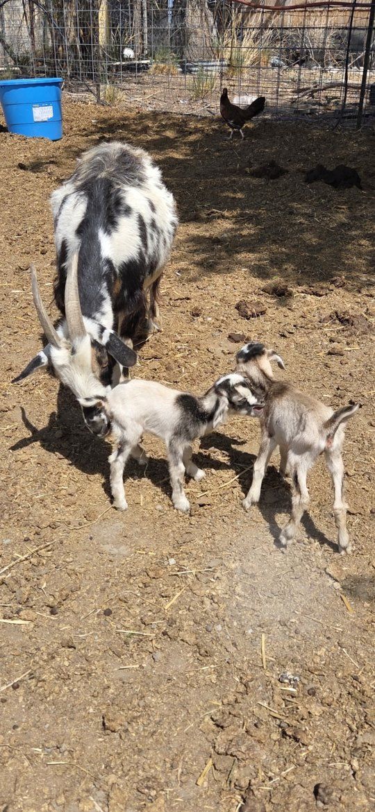 Nigerian dwarf with twins