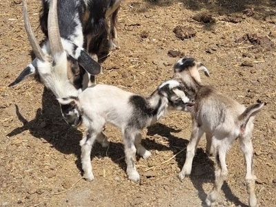 Nigerian dwarf with twins