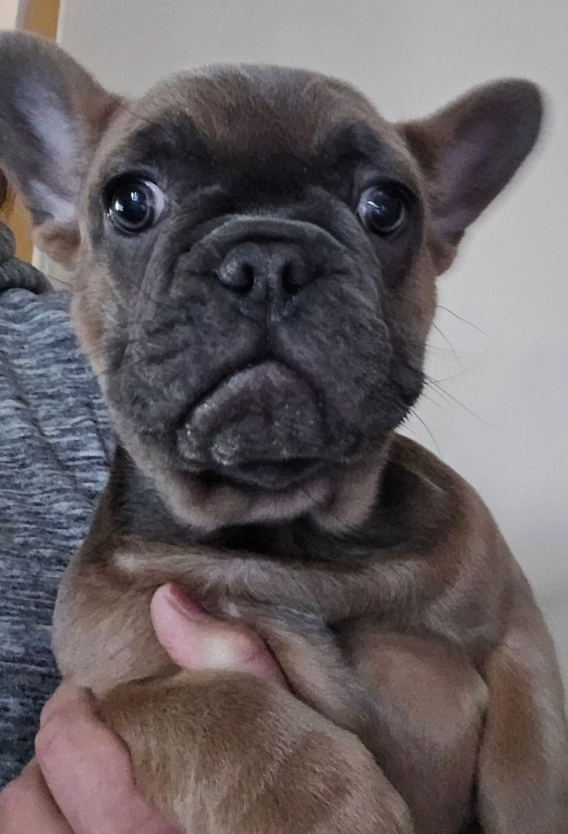 Beautiful French Bulldog Female Puppy! Only 1 left