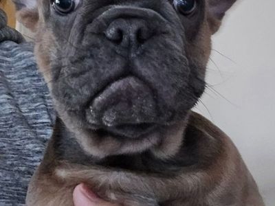 Beautiful French Bulldog Female Puppy! Only 1 left