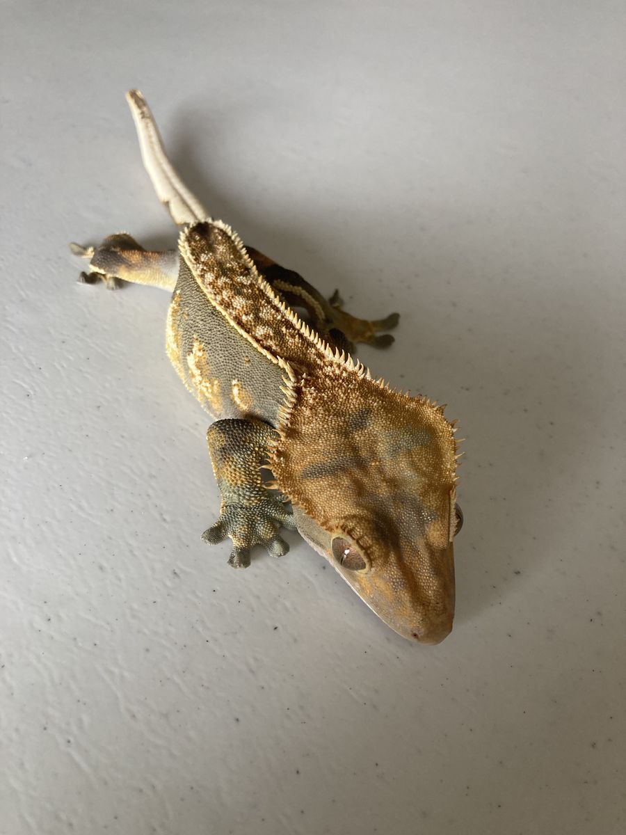 Female crested gecko with cage