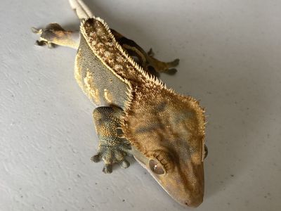 Female crested gecko with cage