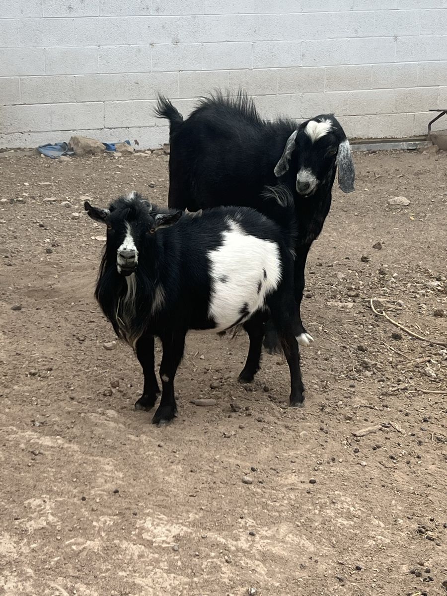 $100 for 2 Proven Bucks (Both 2 years old)