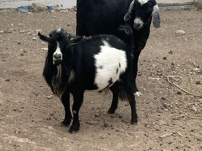 $100 for 2 Proven Bucks (Both 2 years old)