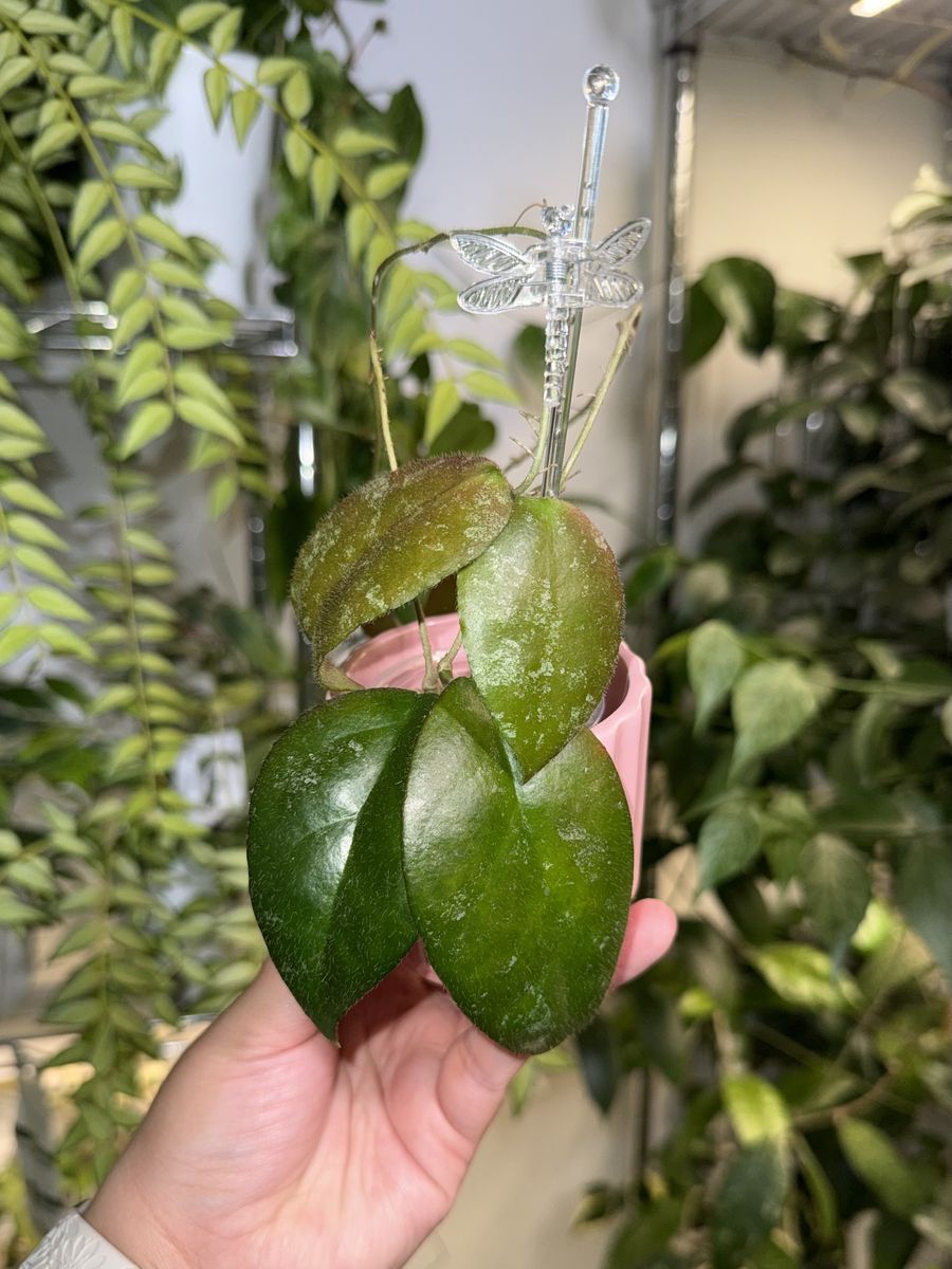 Hoya caudata (Sumatra) - Plant
