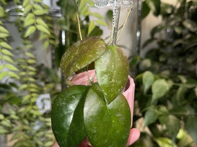 Hoya caudata (Sumatra) - Plant