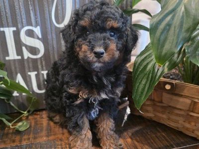 AKC Male Toy Poodle