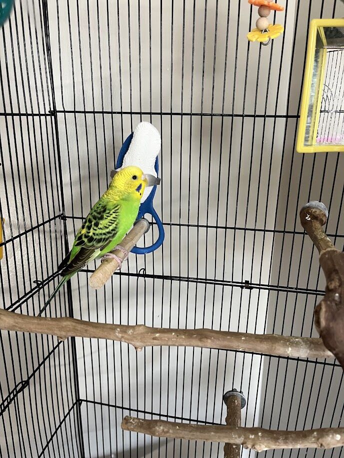 Female Budgie Parakeet (Yellow and Green)