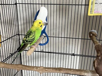 Female Budgie Parakeet (Yellow and Green)