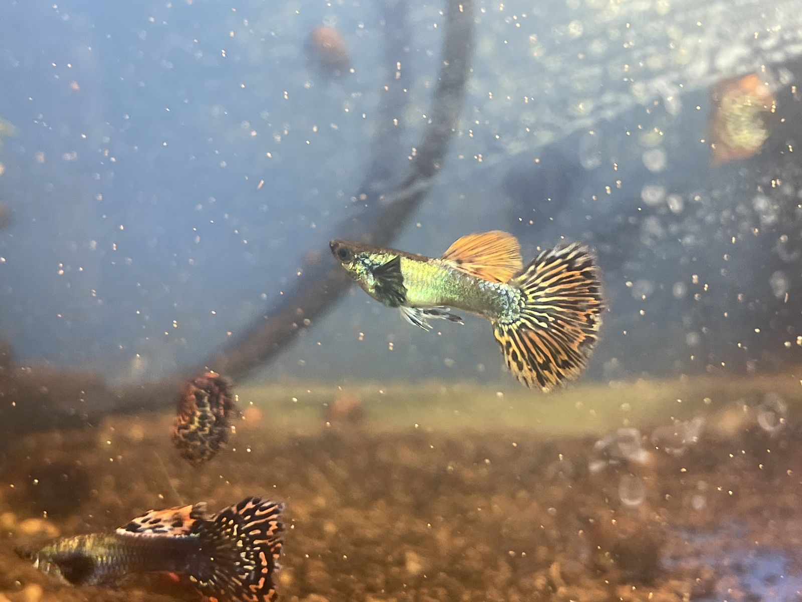 Red Mosaic Dragon Guppy