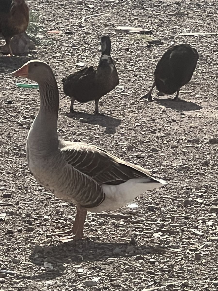 Male French geese