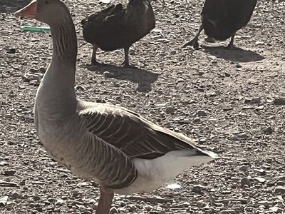 Male French geese