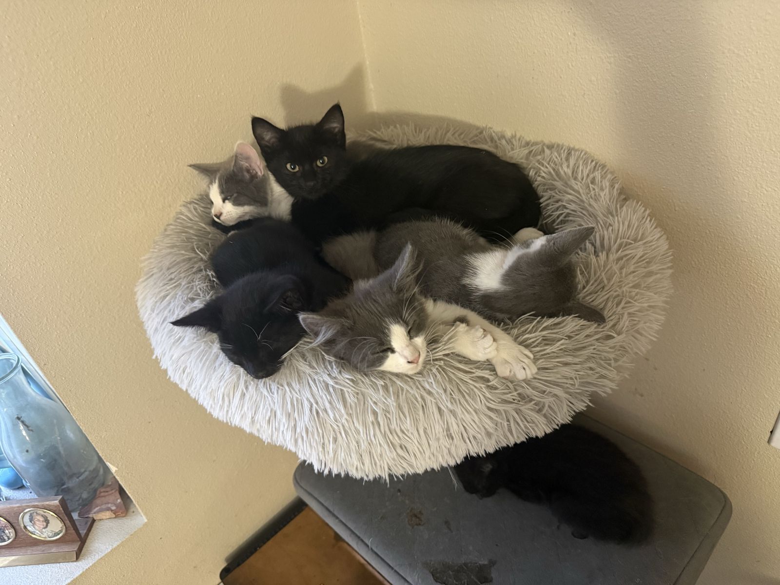 Adorable Kittens Looking For Good Homes