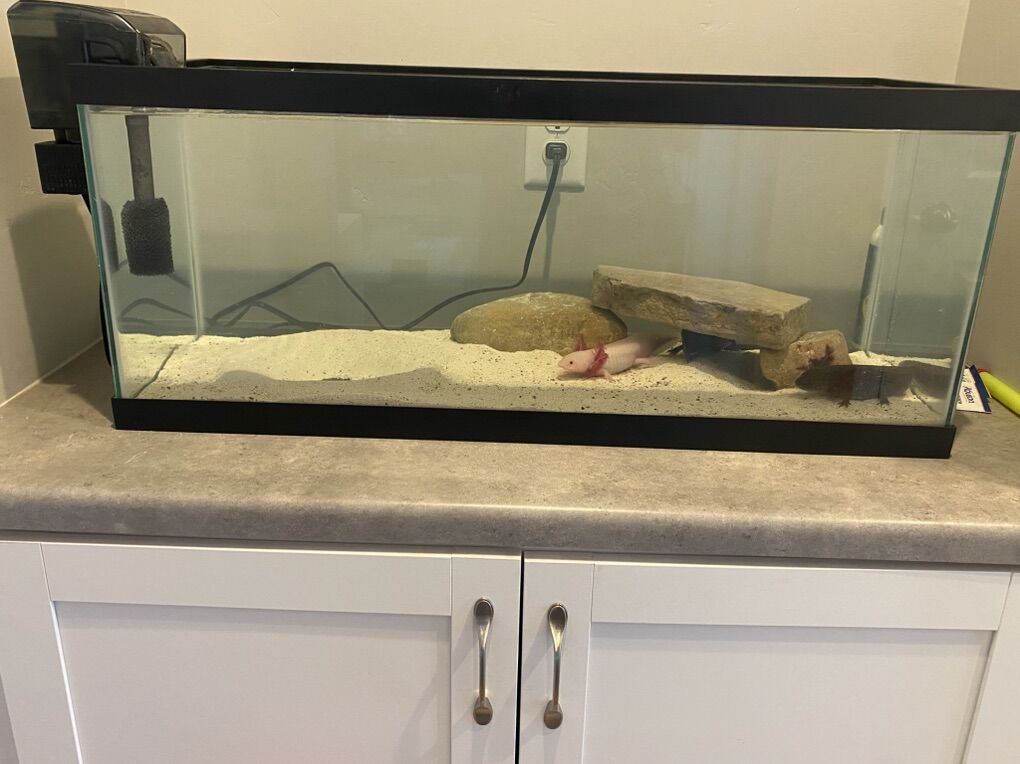 Axolotl fish Tank Setup
