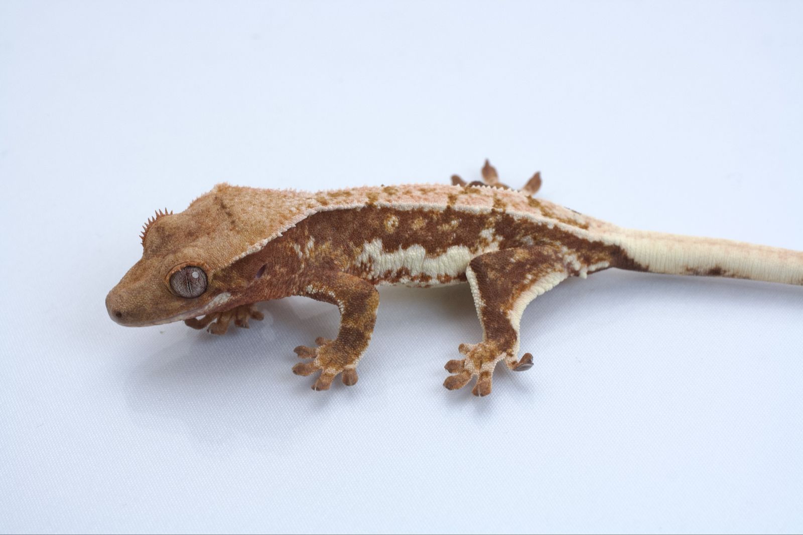 Main image 2