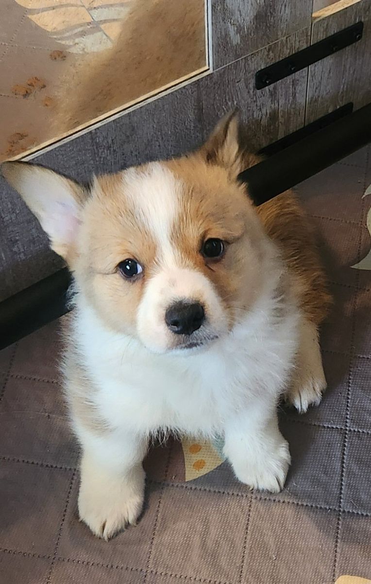akc Pembroke Welsh Corgis