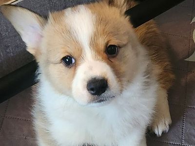 akc Pembroke Welsh Corgis