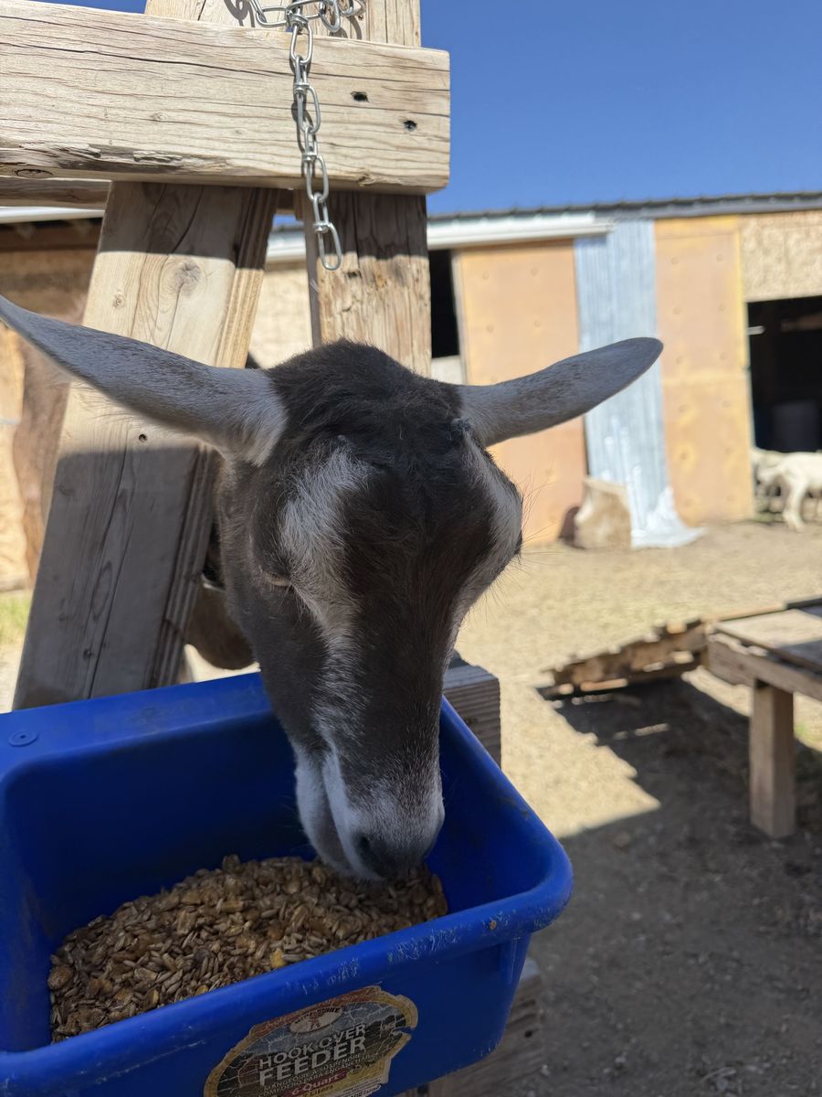 Alpine milk goat