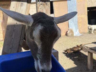 Alpine milk goat