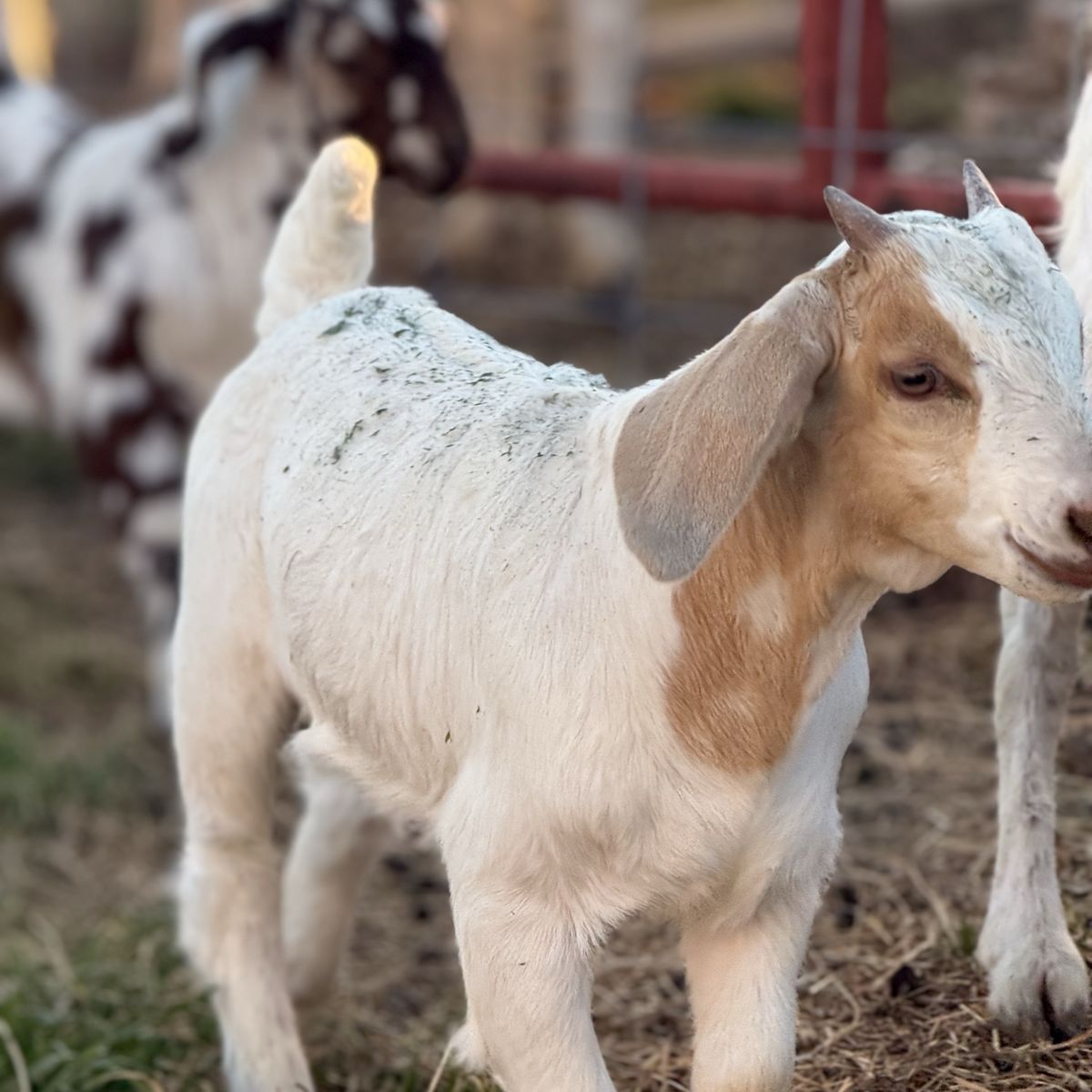 4-H / FFA / Show Fair Goats