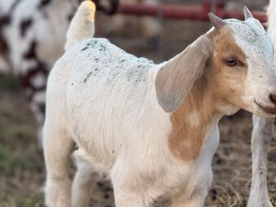 4-H / FFA / Show Fair Goats