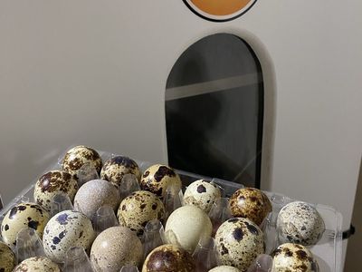 Quail Hatching Eggs