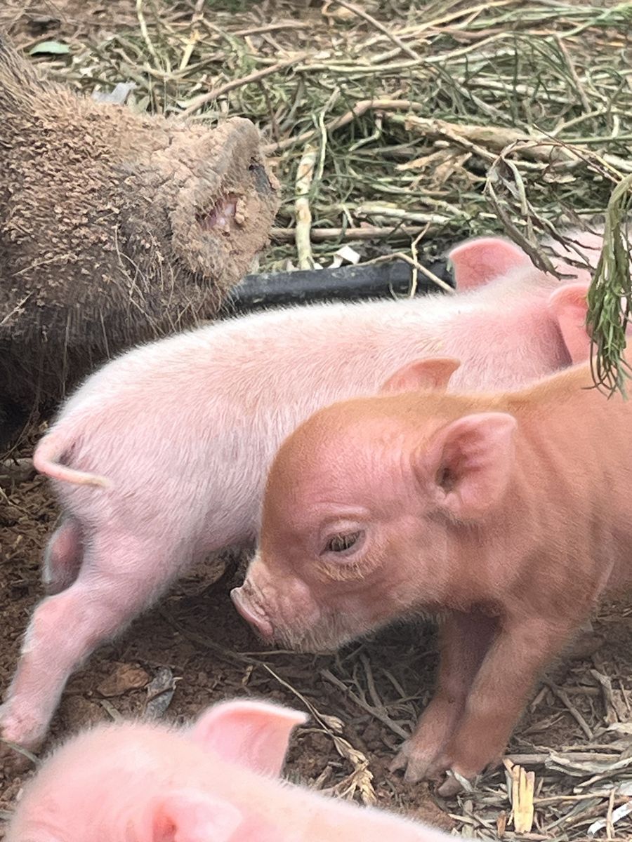 Mini potbelly piglets 