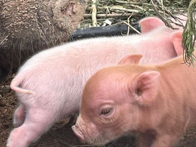 Mini potbelly piglets