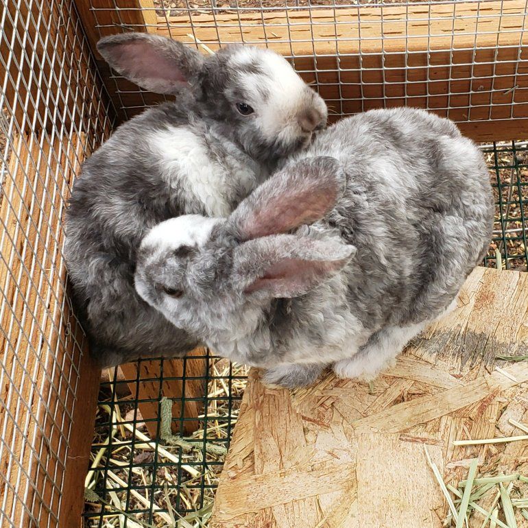 Astrex (Curly)  Female bunny