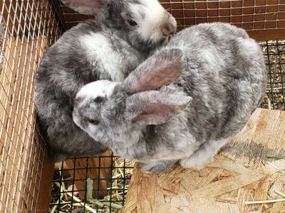 Astrex (Curly) Female bunny