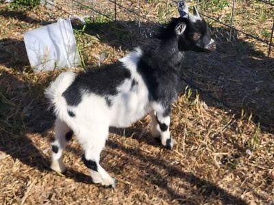 2 Male Nigerian dwarf goats