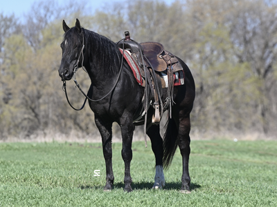 AVAILABLE PRIVATELY - TRUE Black Gelding suitable for ANYONE!