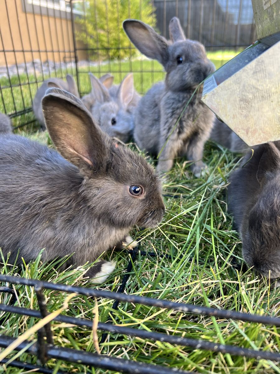 Friendly Baby Rabbits – 8 Weeks Old