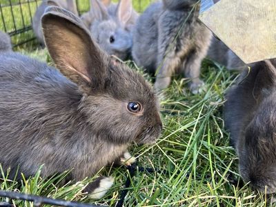 Friendly Baby Rabbits – 8 Weeks Old