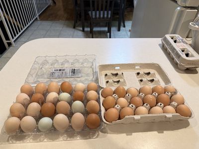 Eggs