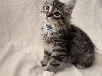 Adorable Half Ragdoll Kittens