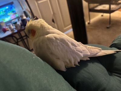 5 Year Old Female Cockatiel