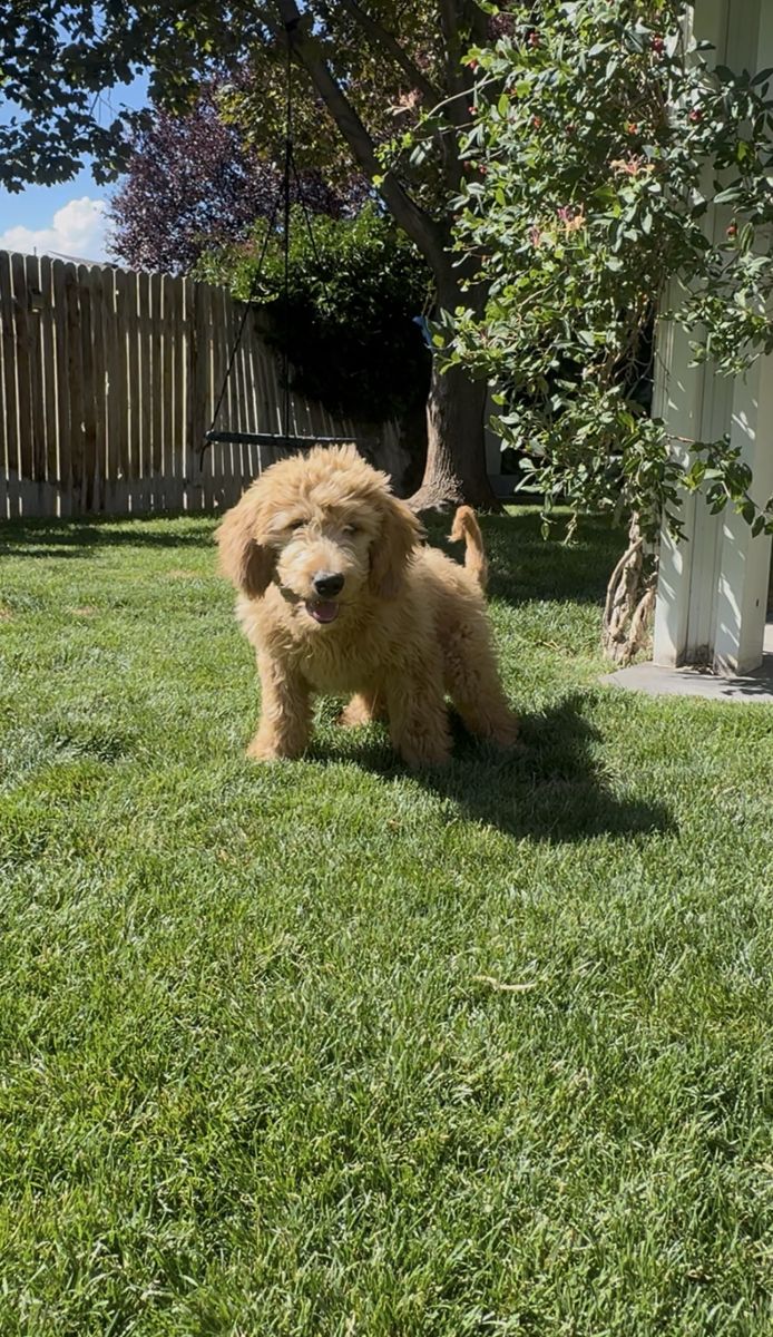 Golden doodle
