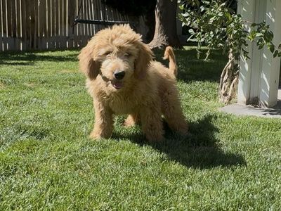 Golden doodle