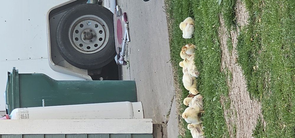 Chiken ready for in a month 20 each.